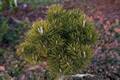 Pinus mugo Maszlaterasa IMG_8638 Sosna kosodrzewina